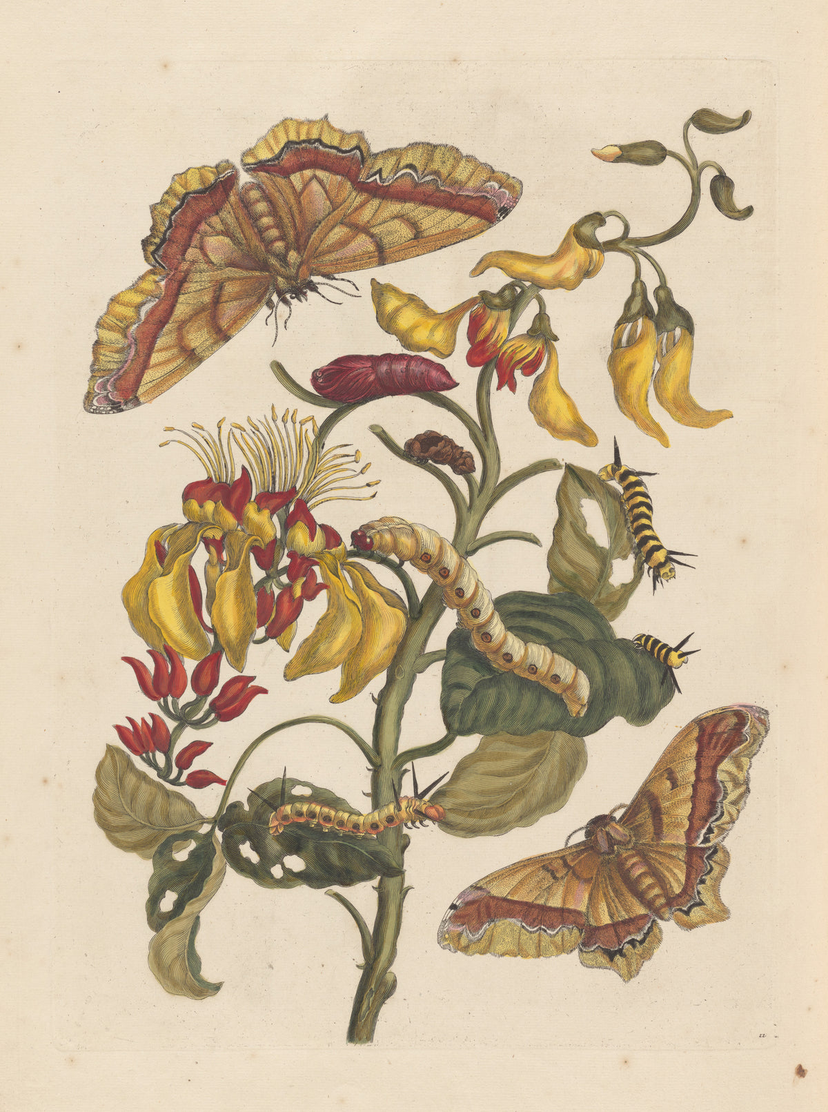 Maria Sibylla Merian — Metamorphosis of the Insects of Surinam, Plate 11: Coral Bean Tree with Moths | Natural History Print