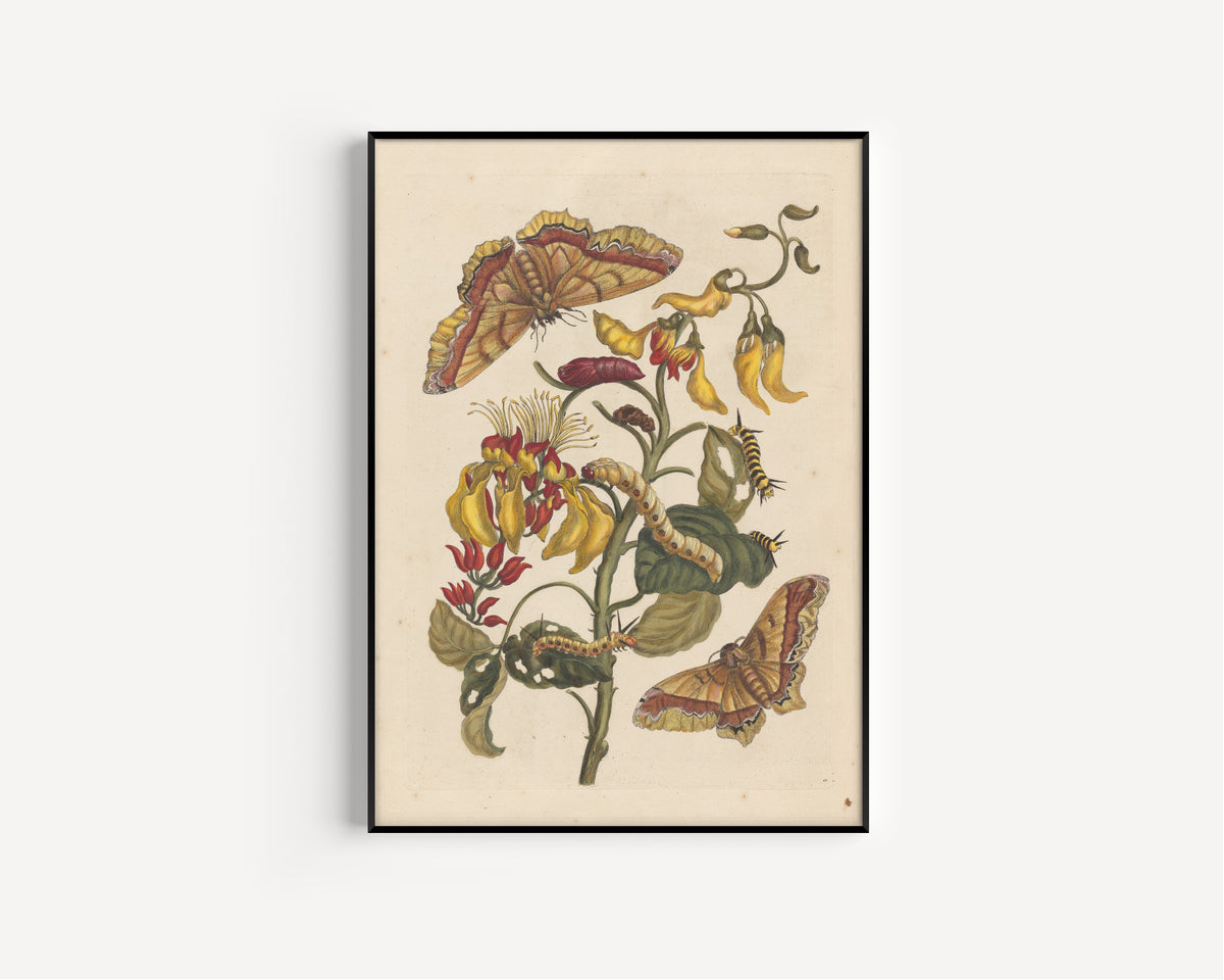 Maria Sibylla Merian — Metamorphosis of the Insects of Surinam, Plate 11: Coral Bean Tree with Moths | Natural History Print