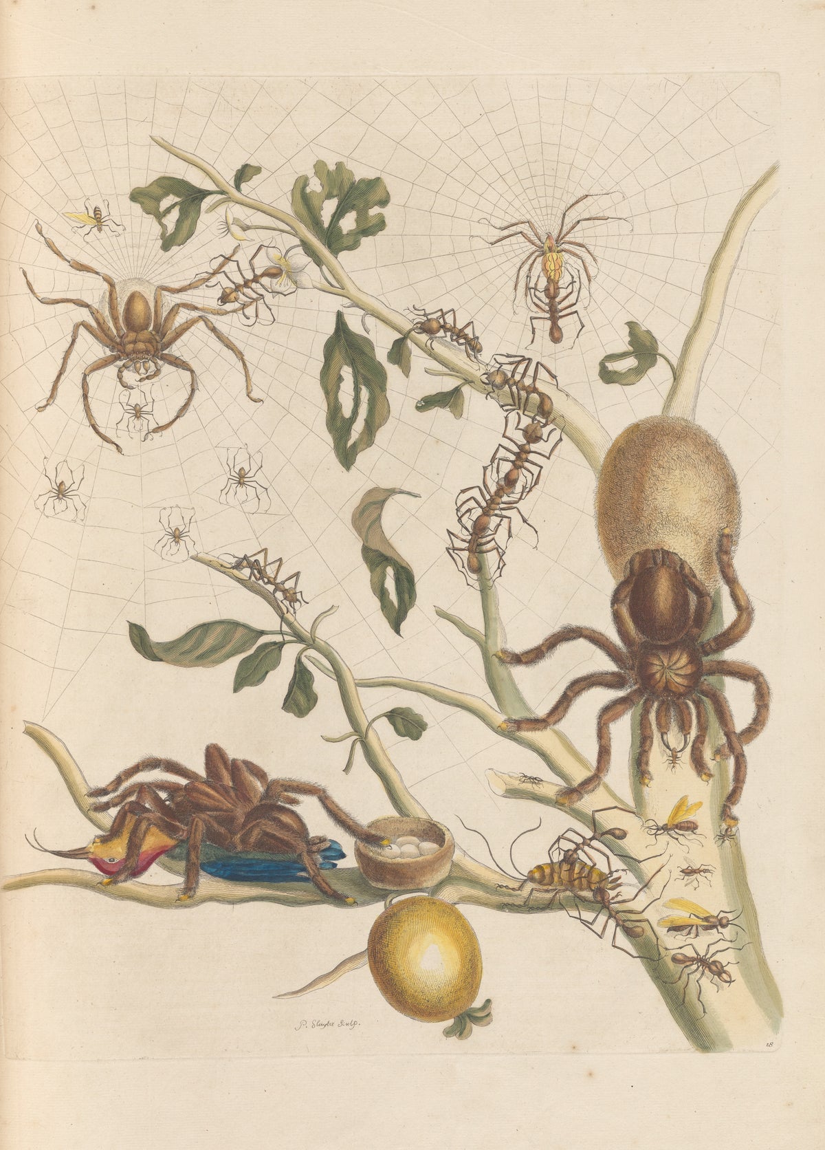 Maria Sibylla Merian — Metamorphosis of the Insects of Surinam, Plate 18: Spiders, Ants and Hummingbird | Natural History Print
