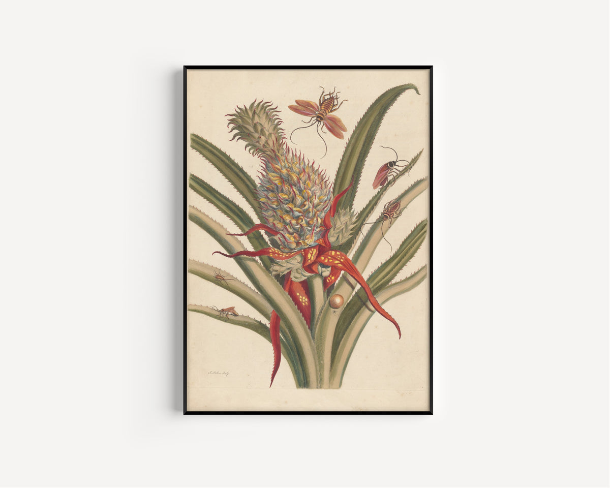 Maria Sibylla Merian — Metamorphosis of the Insects of Surinam, Plate 2: Pineapple and Cockroaches | Natural History Print