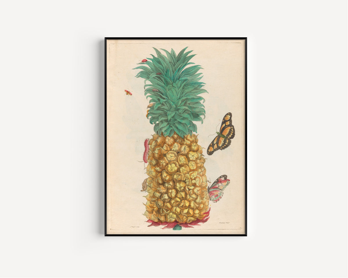 Maria Sibylla Merian — Metamorphosis of the Insects of Surinam, Plate 2: Ripe Pineapple with Butterflies | Natural History Print