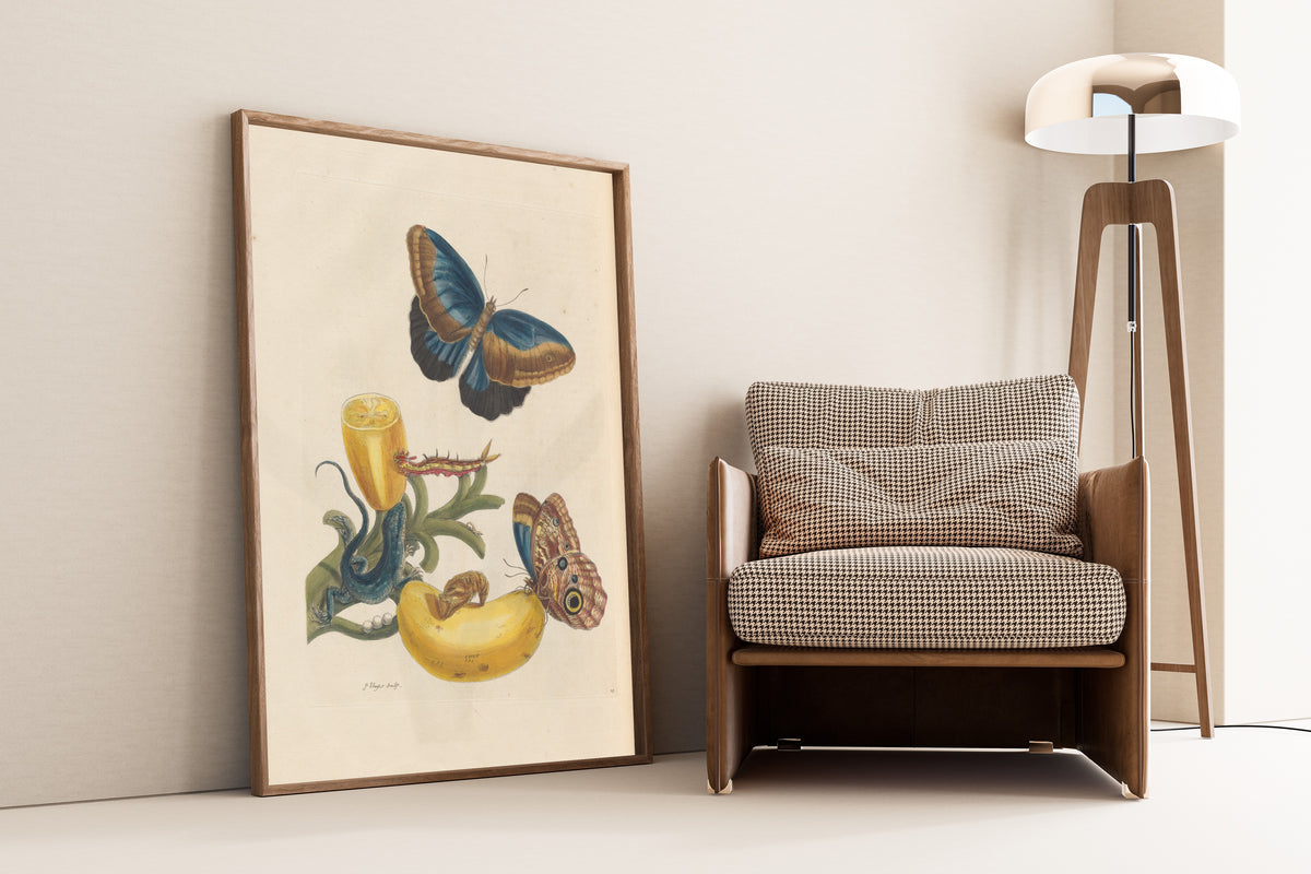 Maria Sibylla Merian — Metamorphosis of the Insects of Surinam, Plate 23: Banana with Butterflies and a Lizard | Natural History Print