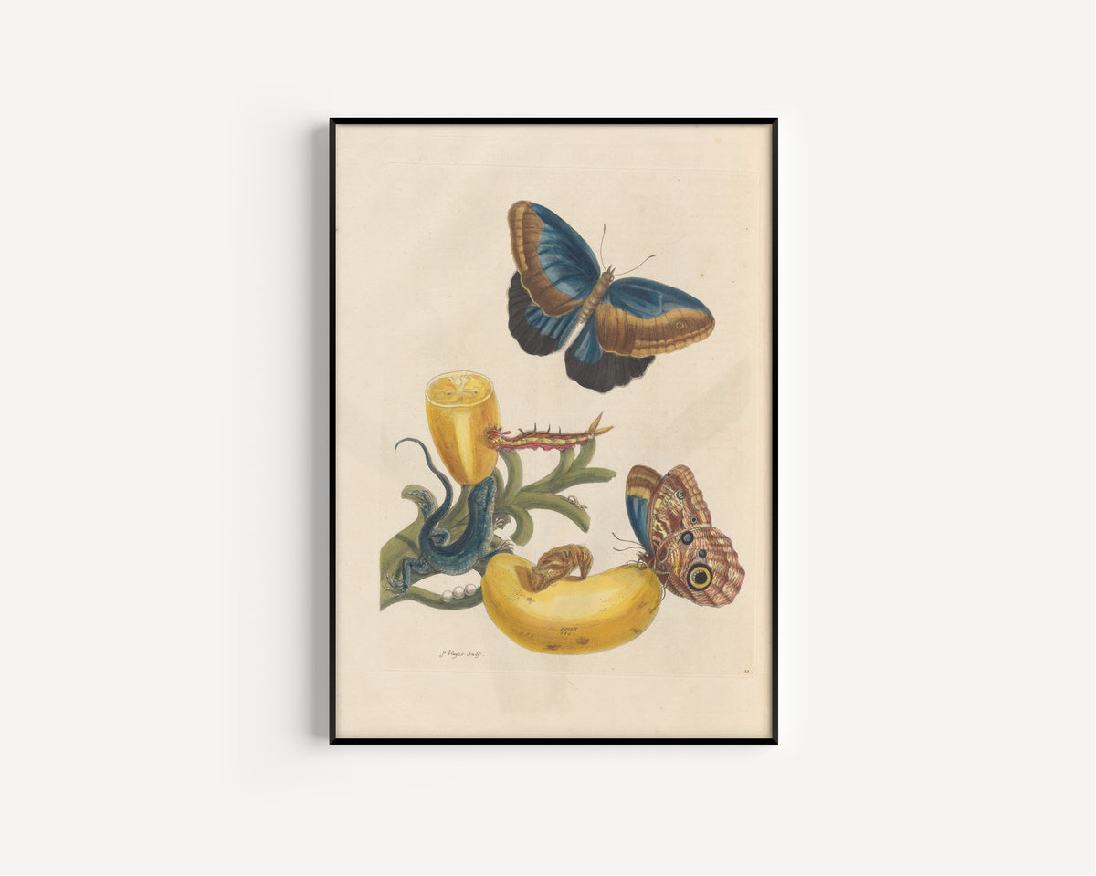 Maria Sibylla Merian — Metamorphosis of the Insects of Surinam, Plate 23: Banana with Butterflies and a Lizard | Natural History Print