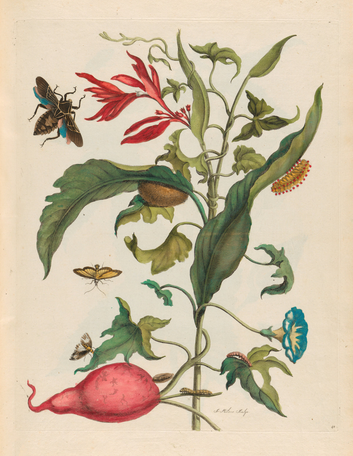 Maria Sibylla Merian — Metamorphosis of the Insects of Surinam, Plate 41: Sweet Potato and Heliconia | Natural History Print