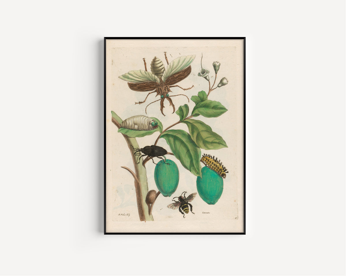 Maria Sibylla Merian — Metamorphosis of the Insects of Surinam, Plate 48: Tabrouba | Natural History Print