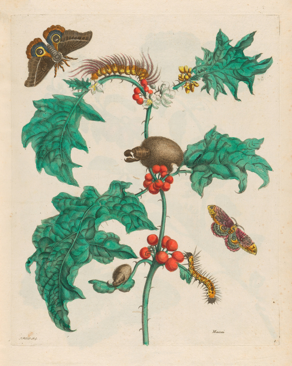 Maria Sibylla Merian — Metamorphosis of the Insects of Surinam, Plate 6: Maccai | Natural History Print