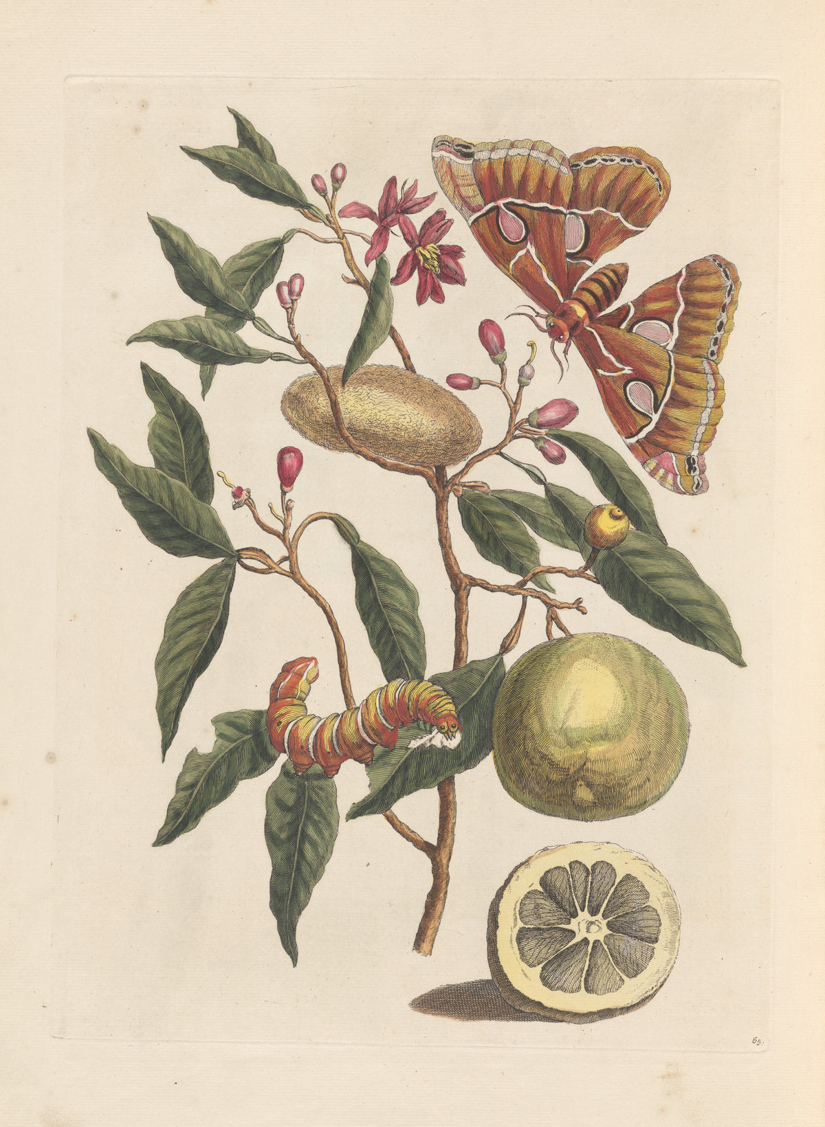 Maria Sibylla Merian — Metamorphosis of the Insects of Surinam, Plate 65: Moth and Cocoon on a Fruiting Branch | Natural History Print