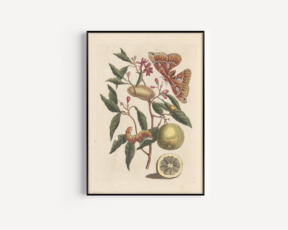 Maria Sibylla Merian — Metamorphosis of the Insects of Surinam, Plate 65: Moth and Cocoon on a Fruiting Branch | Natural History Print
