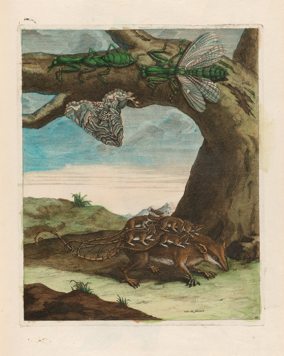 Maria Sibylla Merian — Metamorphosis of the Insects of Surinam, Plate 66: Rat de Forest (Opossum with Young) | Natural History Print