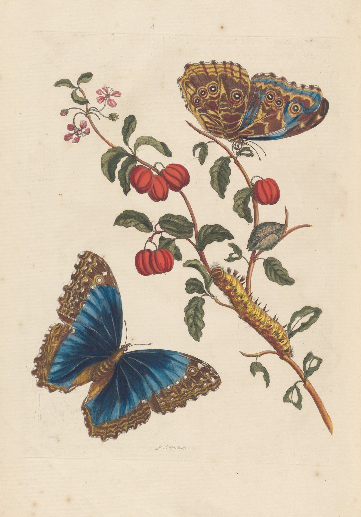 Maria Sibylla Merian — Metamorphosis of the Insects of Surinam, Plate 7: Blue Morpho Butterflies and Barbados Cherry | Natural History Print