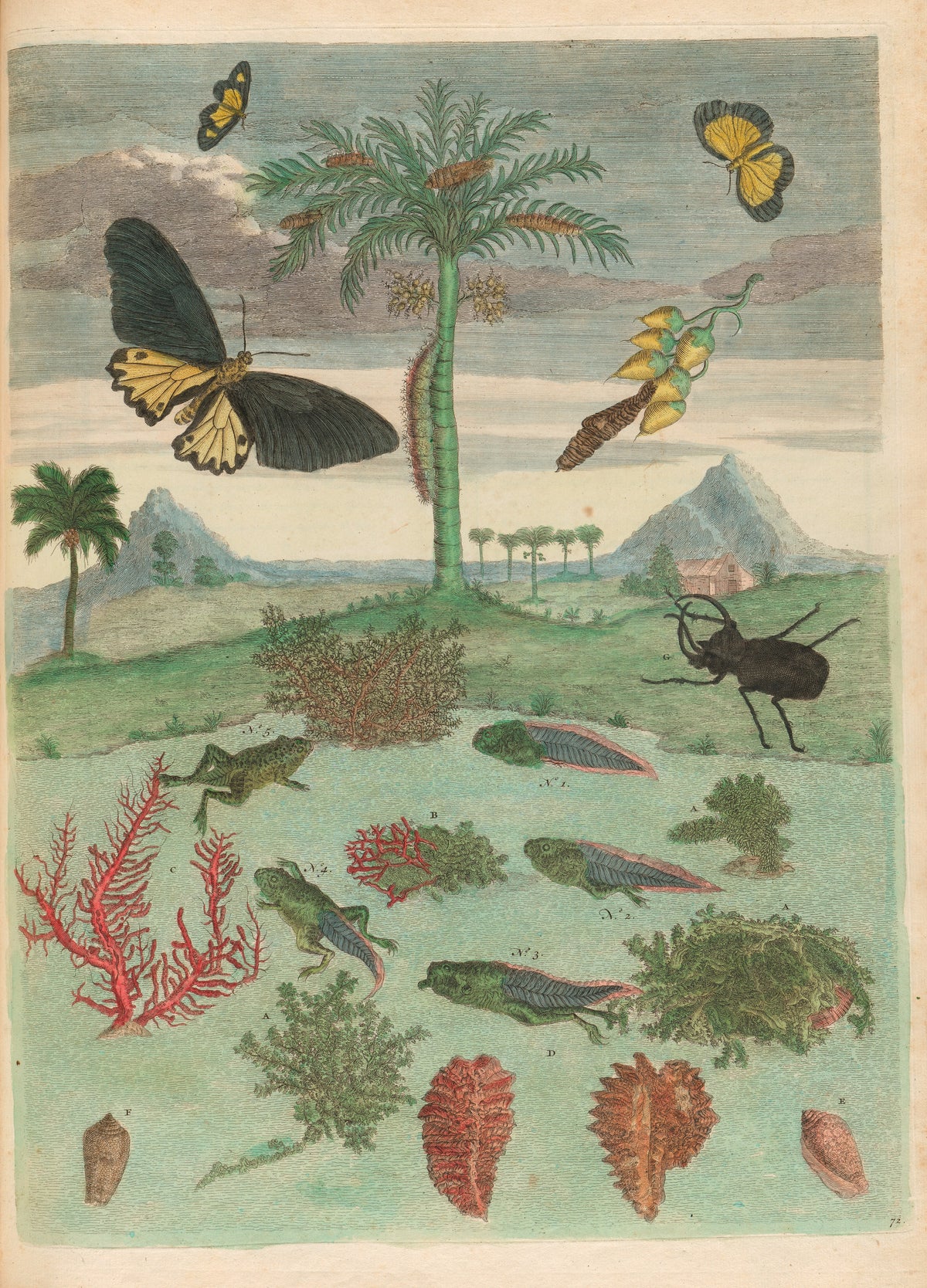 Maria Sibylla Merian — Metamorphosis of the Insects of Surinam, Plate 72: Palm Tree, Horned Beetle and Frogs | Natural History Print
