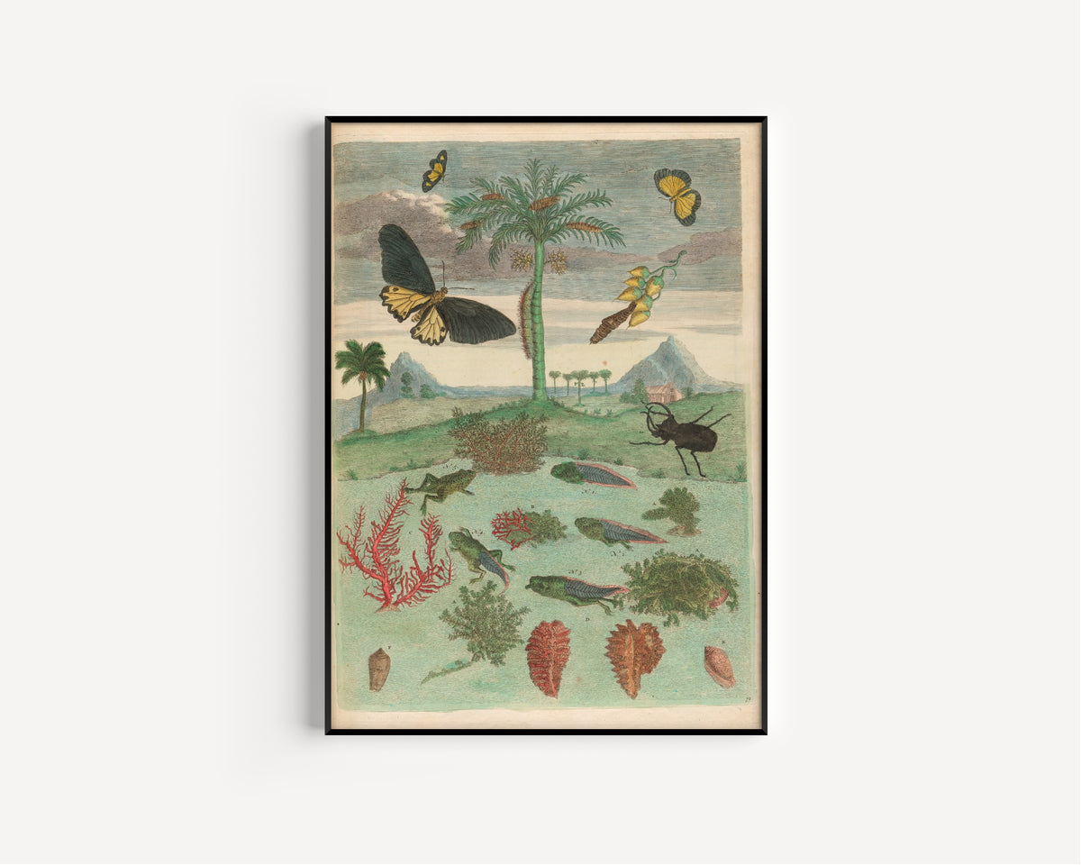 Maria Sibylla Merian — Metamorphosis of the Insects of Surinam, Plate 72: Palm Tree, Horned Beetle and Frogs | Natural History Print