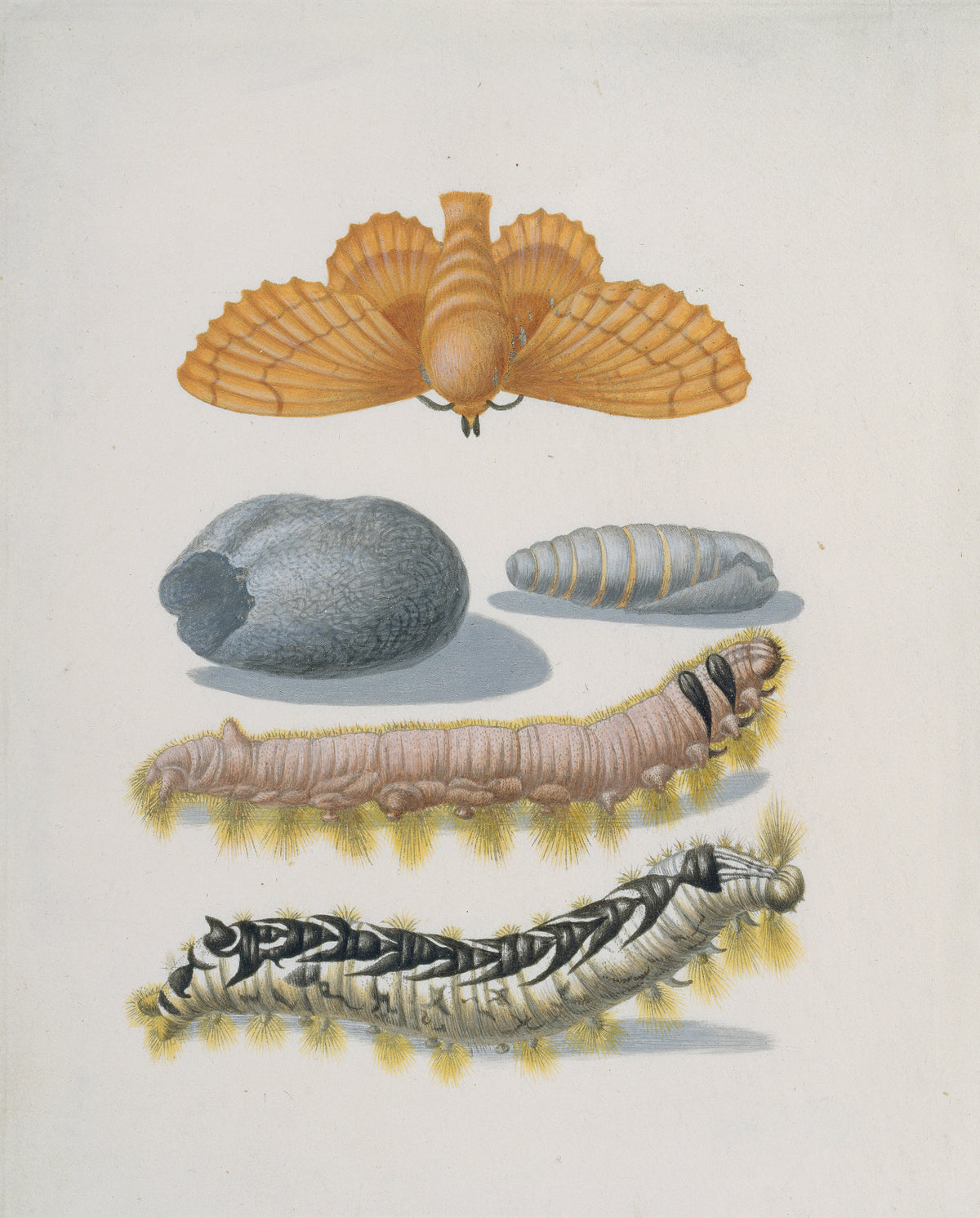 Metamorphosis of the Lappet by Maria Sibylla Merian — A golden lappet moth above its cocoon, pupa and two caterpillars
