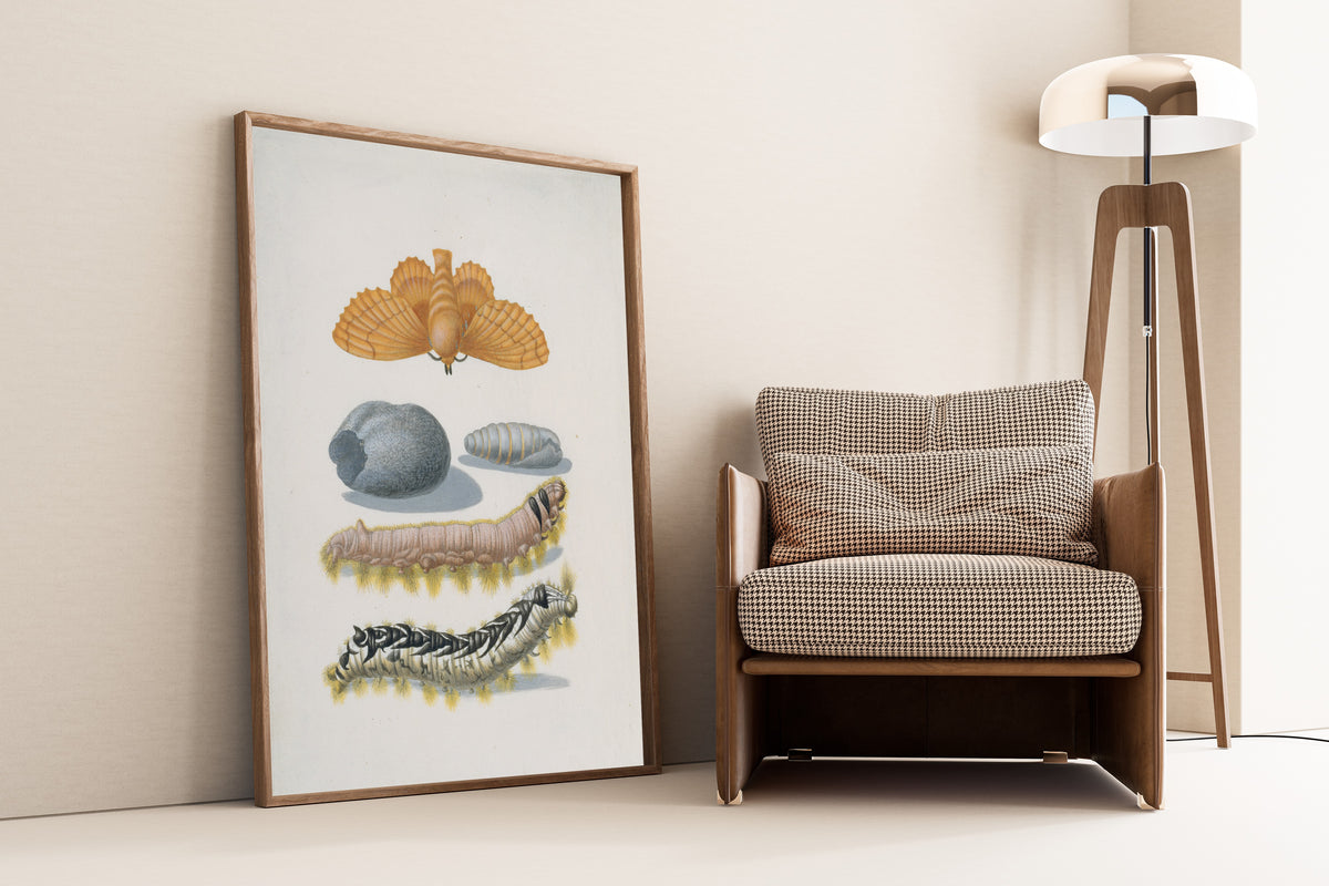 Framed art print of Metamorphosis of the Lappet by Maria Sibylla Merian, leaning against a wall beside an armchair and a floor lamp