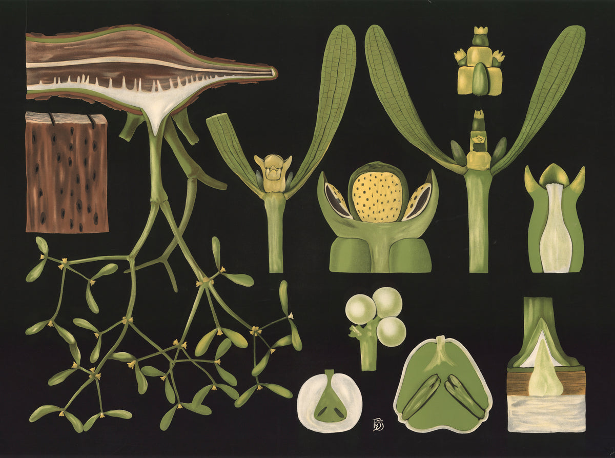 Gottlieb von Koch — Mistletoe (Viscum album) | Botanical Illustration Print