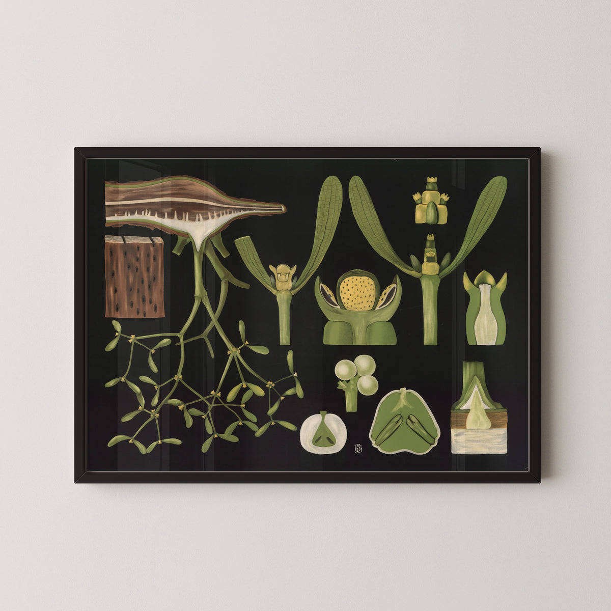 Gottlieb von Koch — Mistletoe (Viscum album) | Botanical Illustration Print