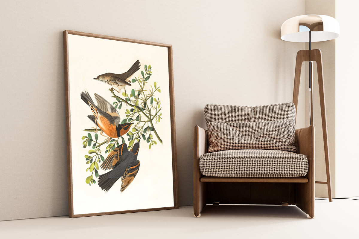 John James Audubon — Mountain Mocking Bird and Varied Thrush | Natural History Print