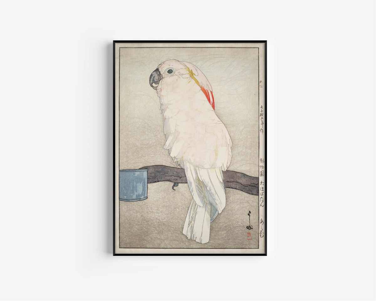 Framed art print of Obatan Parrot by Hiroshi Yoshida, in a slim black frame on a plain white wall