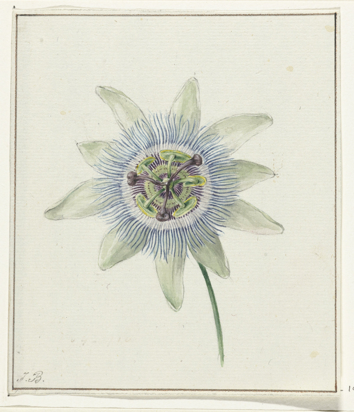 Jean Bernard — Passion Flower | Fine Art Print
