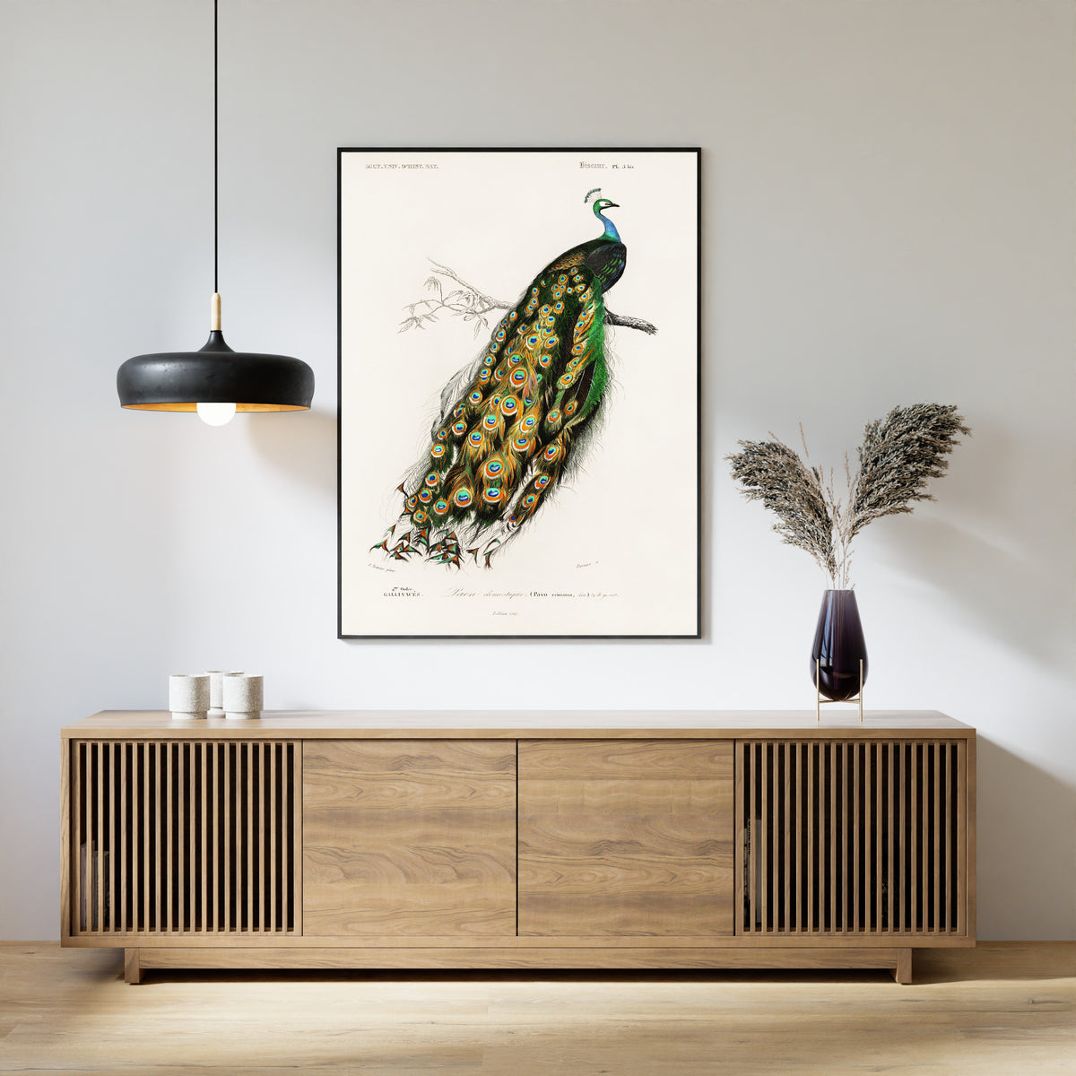 Édouard Travies — Peacock (Paon domestique) | Natural History Print