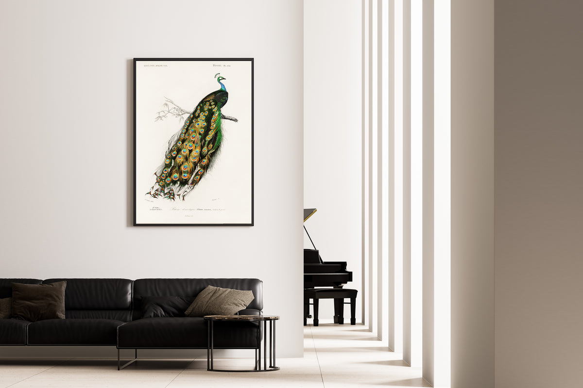 Édouard Travies — Peacock (Paon domestique) | Natural History Print