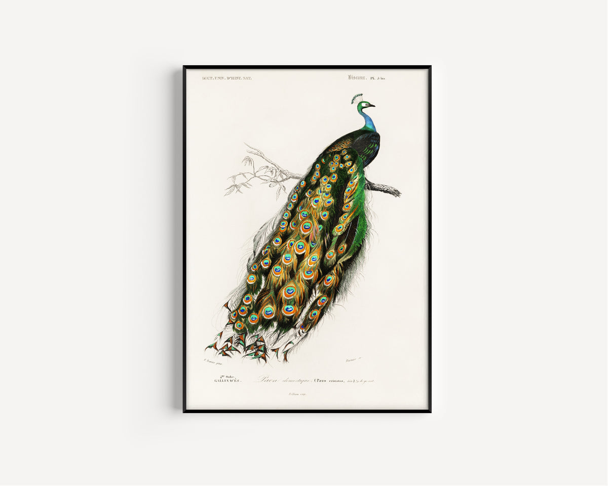 Édouard Travies — Peacock (Paon domestique) | Natural History Print