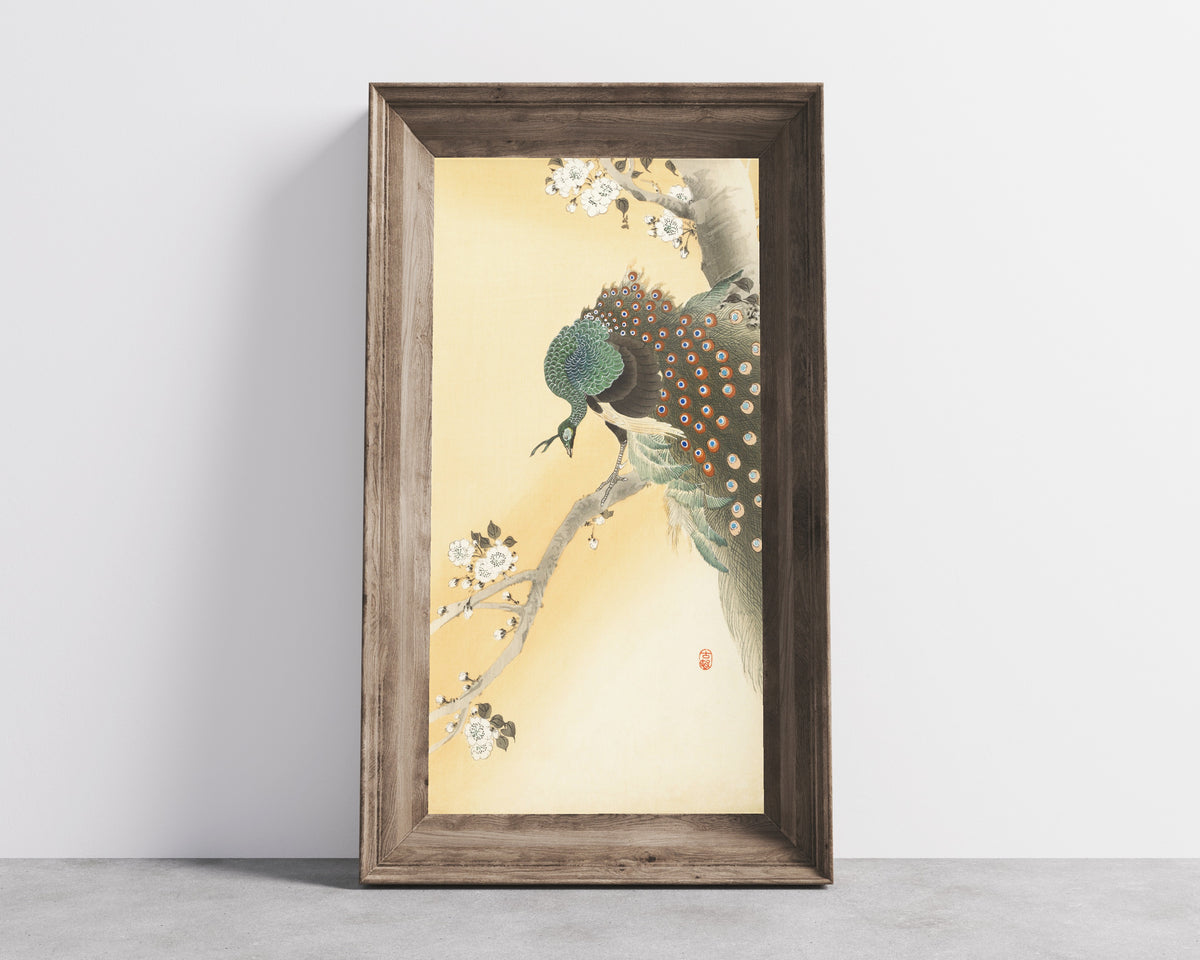 Ohara Koson — Peacock on a Cherry Blossom Tree | Japanese Bird & Flower Woodblock Print