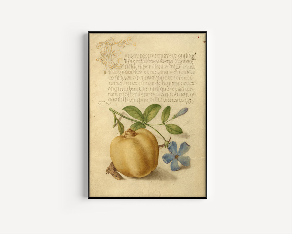 Joris Hoefnagel — Periwinkle, Apple, and Lizard | Botanical Calligraphy Print