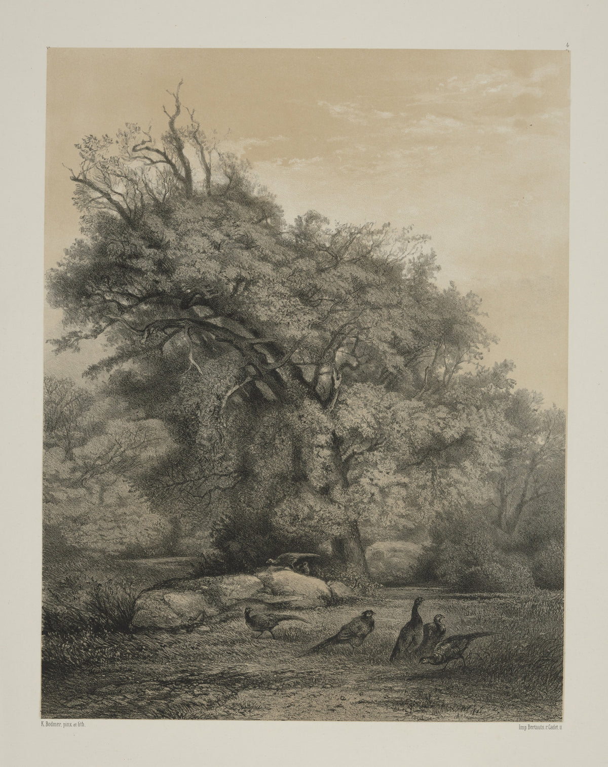 Karl Bodmer — Pheasants | Fine Art Print