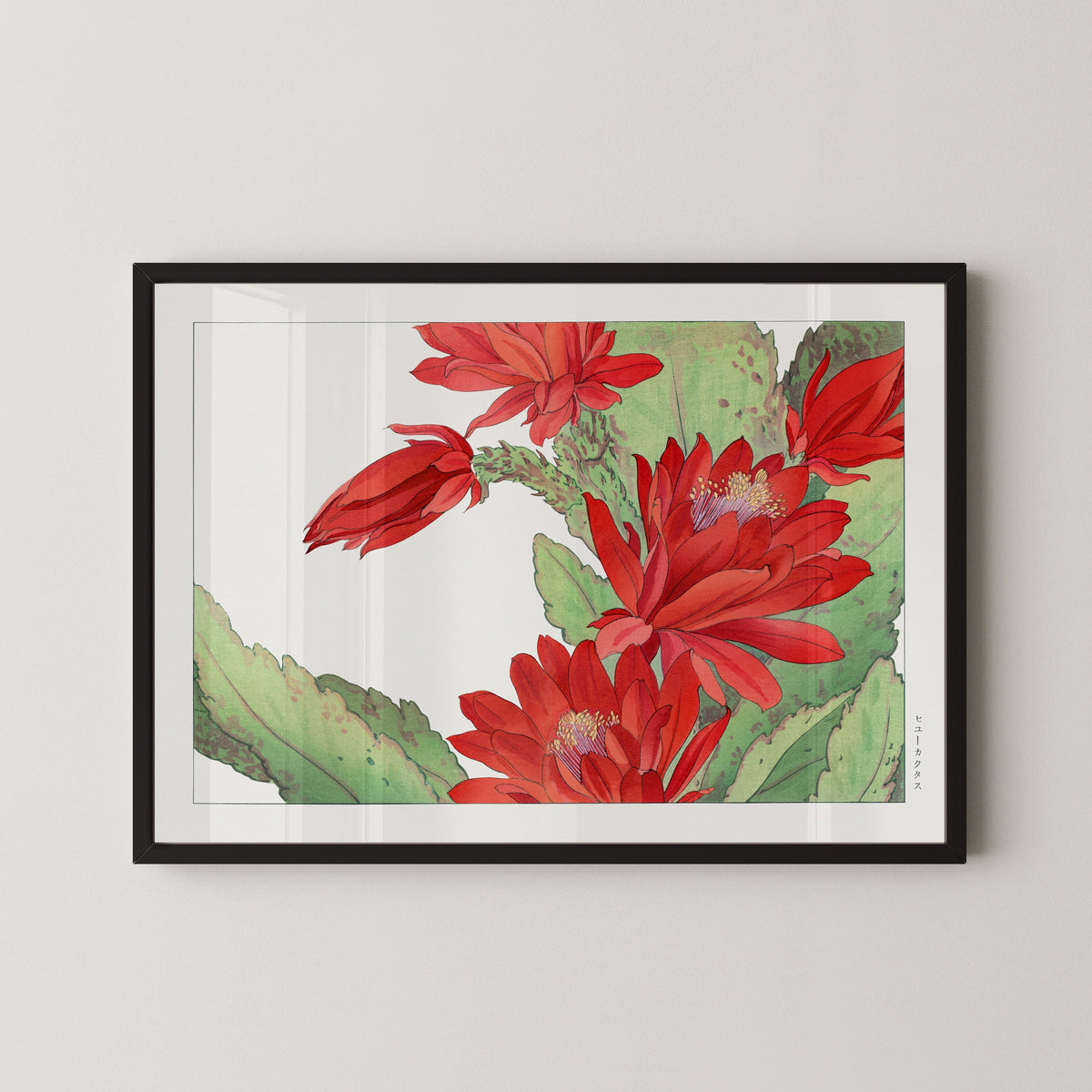 Tanigami Kōnan — Phyllocactus flower | Japanese Botanical Woodblock Print