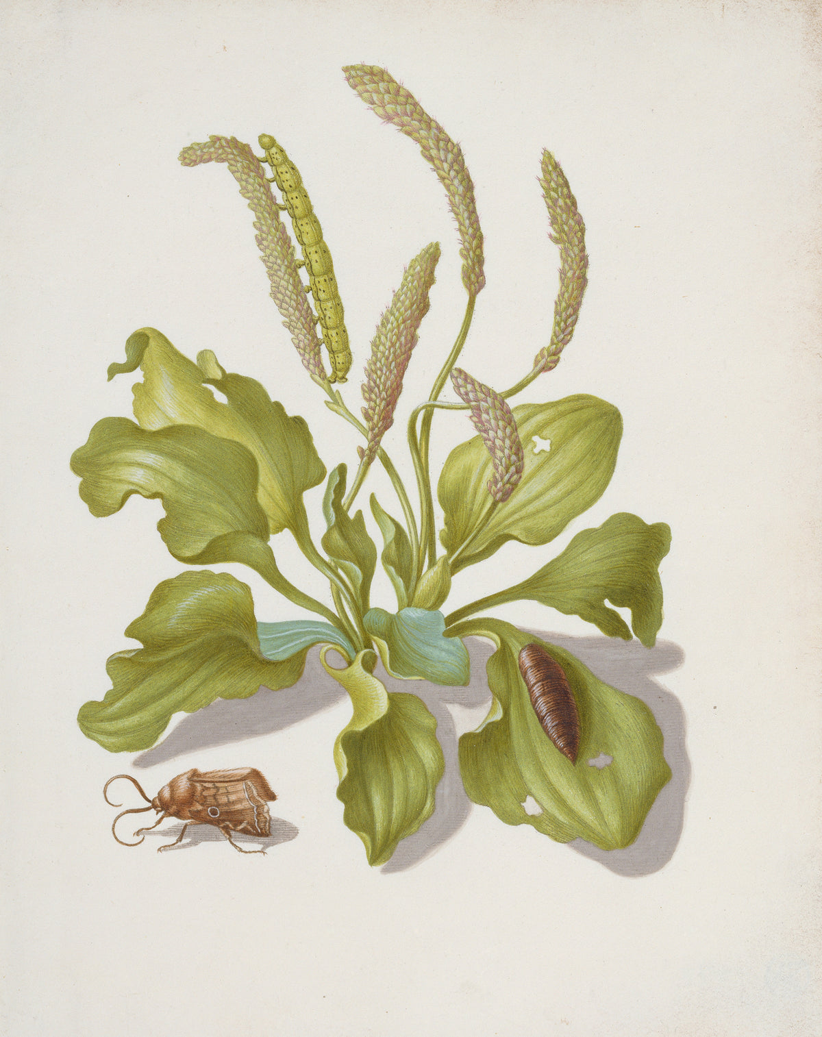 Plantain with Metamorphosis of the Bright-Line Brown-Eye by Maria Sibylla Merian — A plantain rosette with a green caterpillar, a pupa and a brown moth