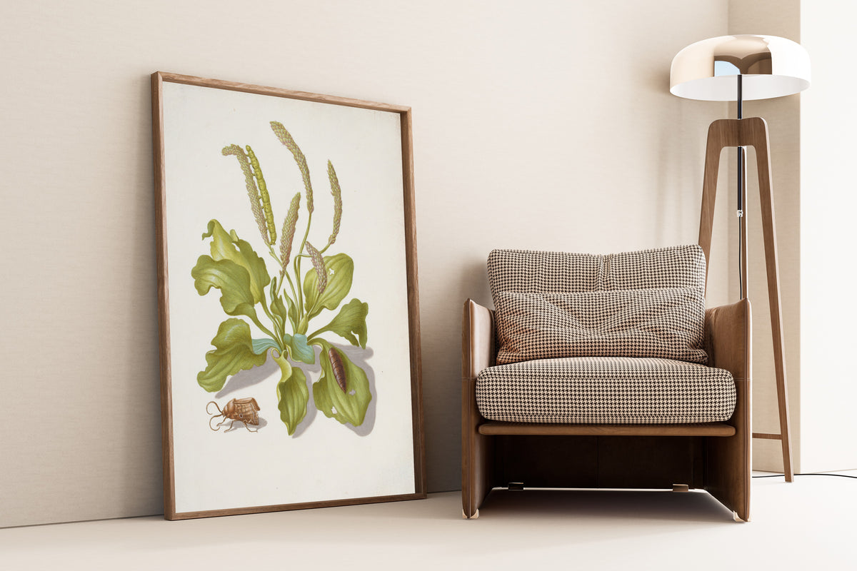 Framed art print of Plantain with Metamorphosis of the Bright-Line Brown-Eye by Maria Sibylla Merian, leaning against a wall beside an armchair and a floor lamp