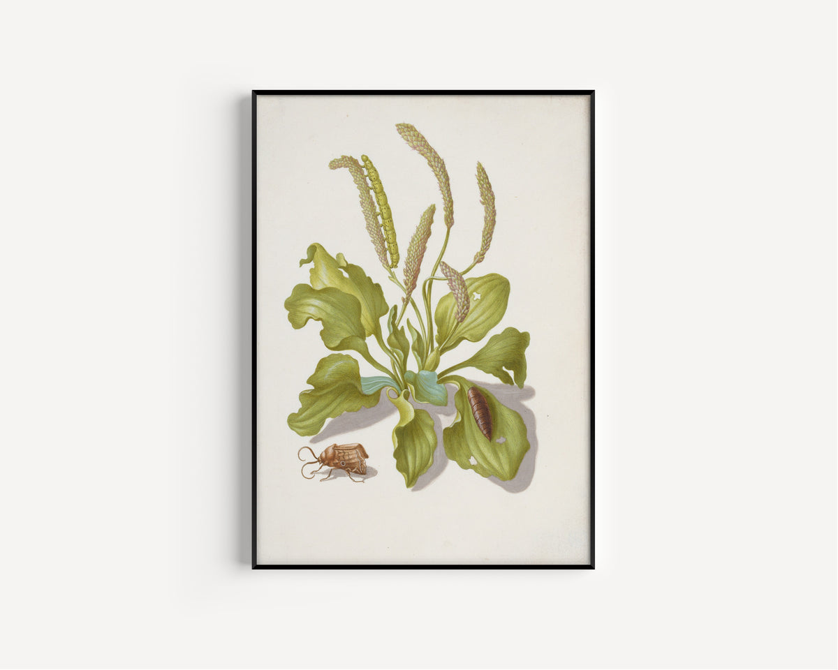Framed art print of Plantain with Metamorphosis of the Bright-Line Brown-Eye by Maria Sibylla Merian, in a slim black frame on a plain white wall