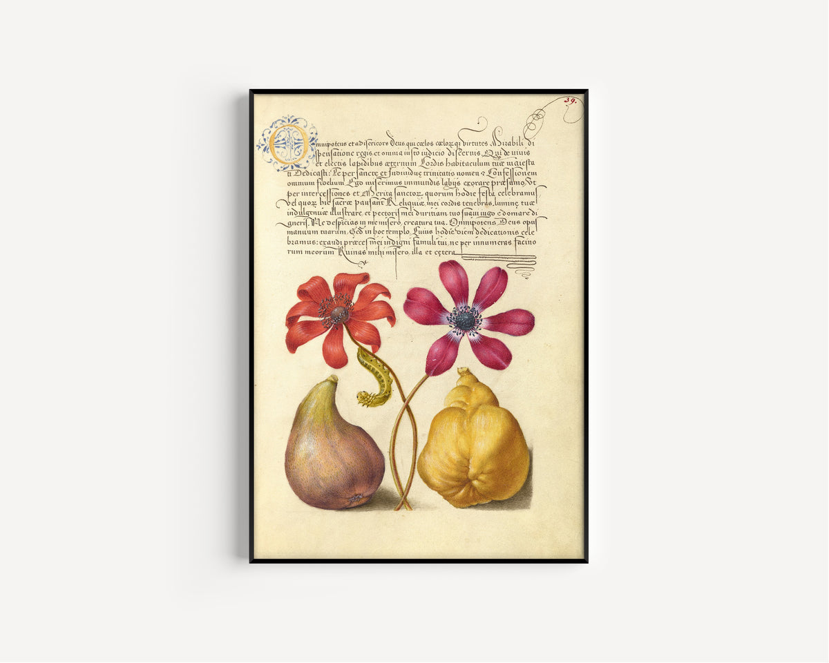 Joris Hoefnagel — Poppy Anemones, Caterpillar, Fig, and Quince | Botanical Calligraphy Print