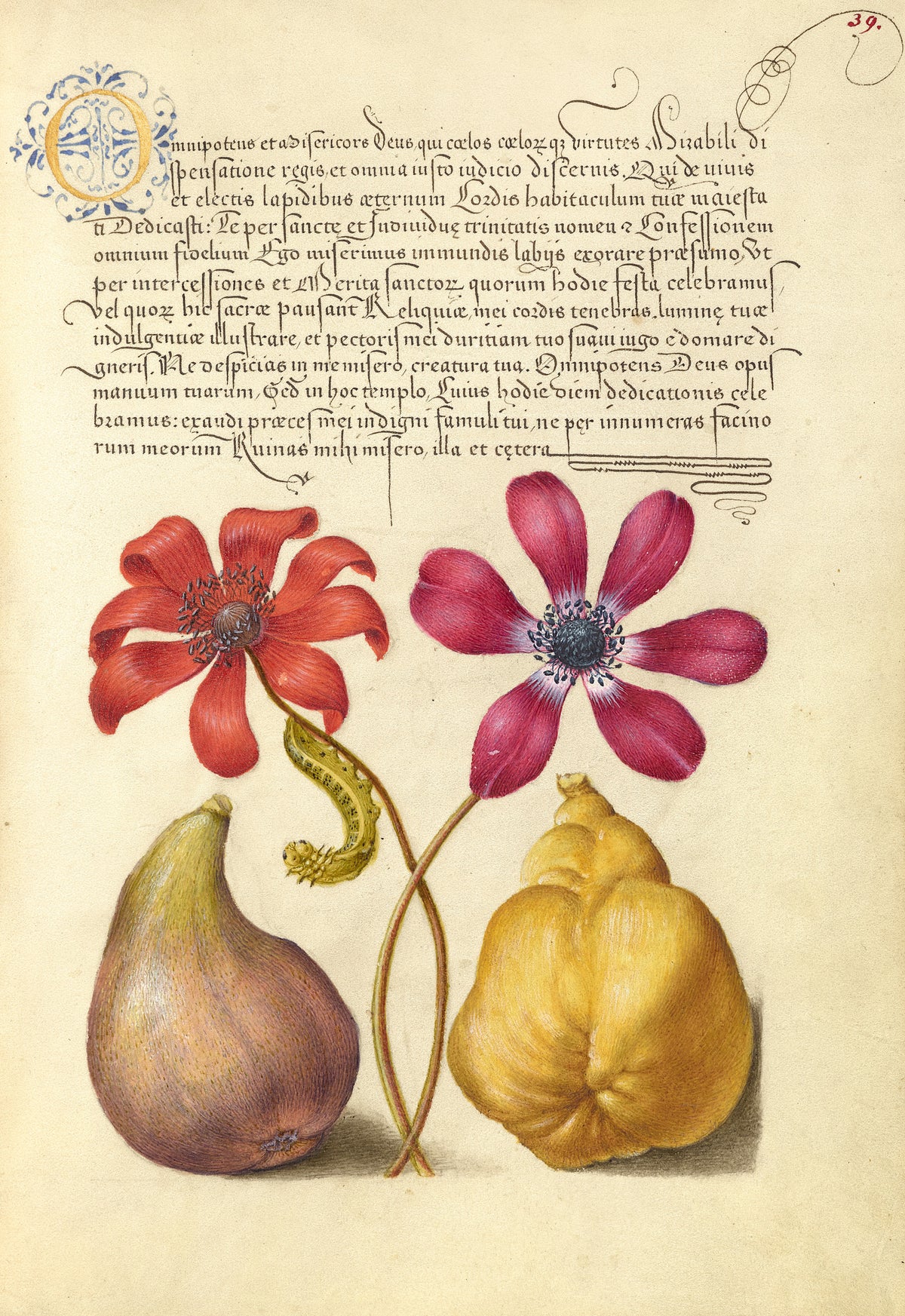 Joris Hoefnagel — Poppy Anemones, Caterpillar, Fig, and Quince | Botanical Calligraphy Print