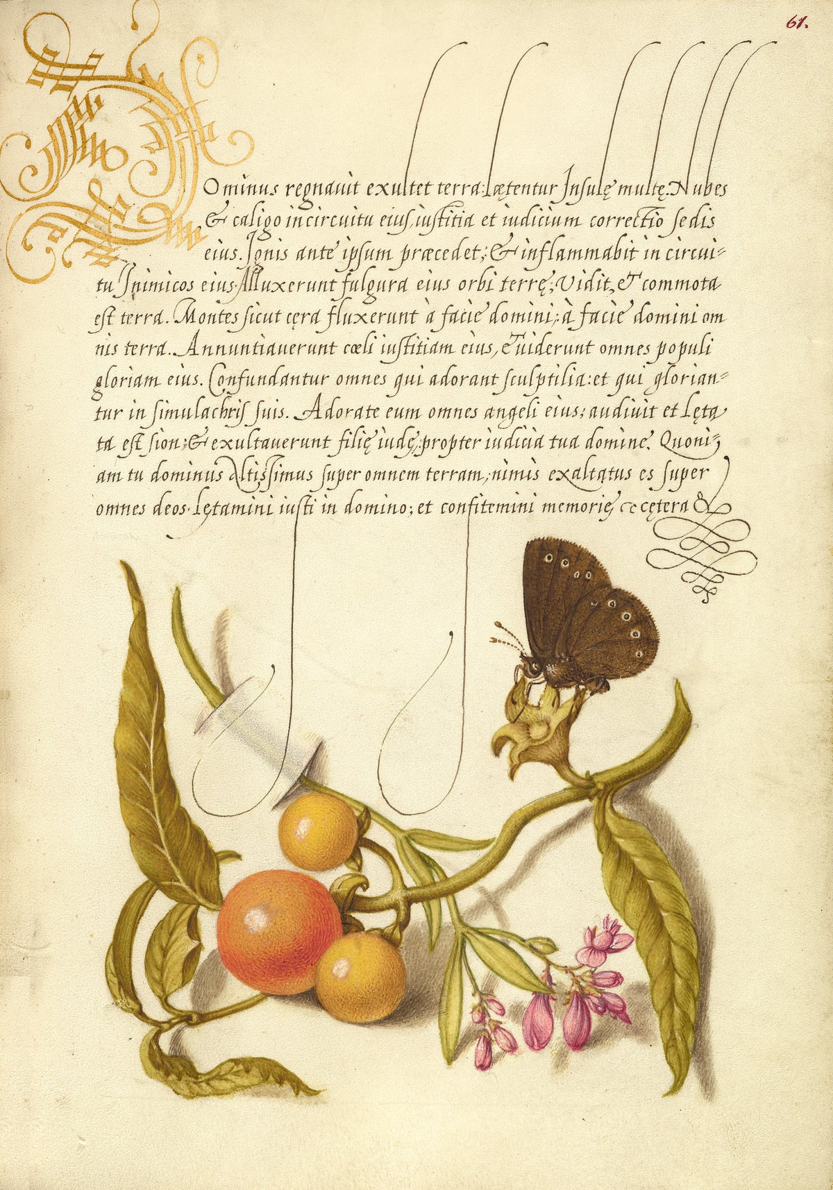 Joris Hoefnagel — Ringlet, False Jerusalem Cherry, and Milkwort | Botanical Calligraphy Print