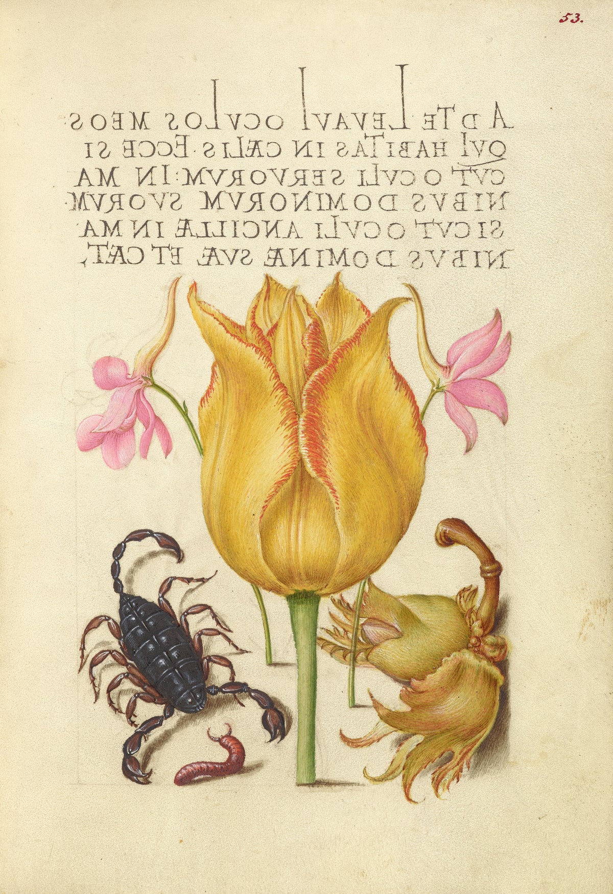 Joris Hoefnagel — Rocket Larkspurs, Tulip, Scorpion, Millepede, and European Filbert | Botanical Calligraphy Print