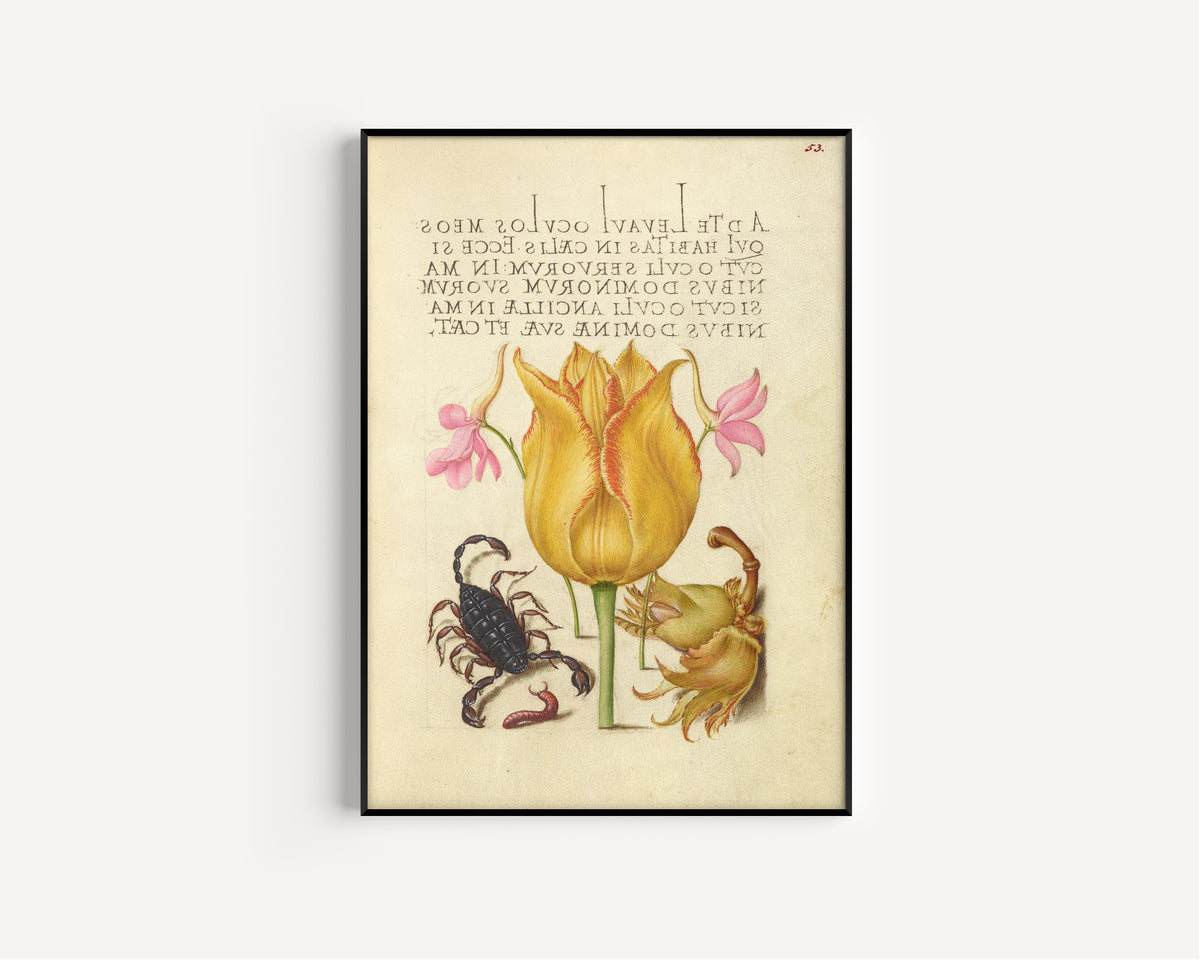 Framed art print of Rocket Larkspurs, Tulip, Scorpion, Millepede, and European Filbert by Joris Hoefnagel, in a slim black frame on a plain white wall