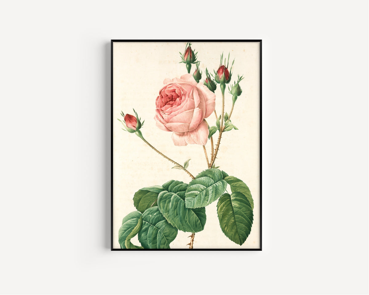 Pierre-Joseph Redoute — Rosa Centifolia Bullata | Engraving Print