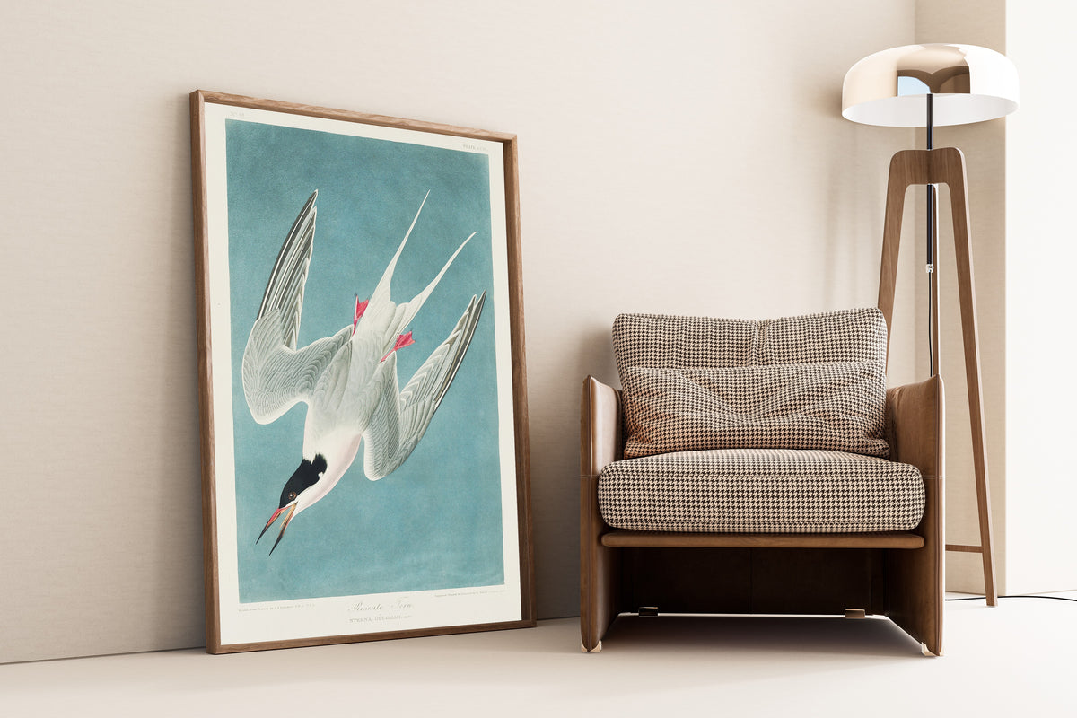 John James Audubon — Roseate Tern | Natural History Print