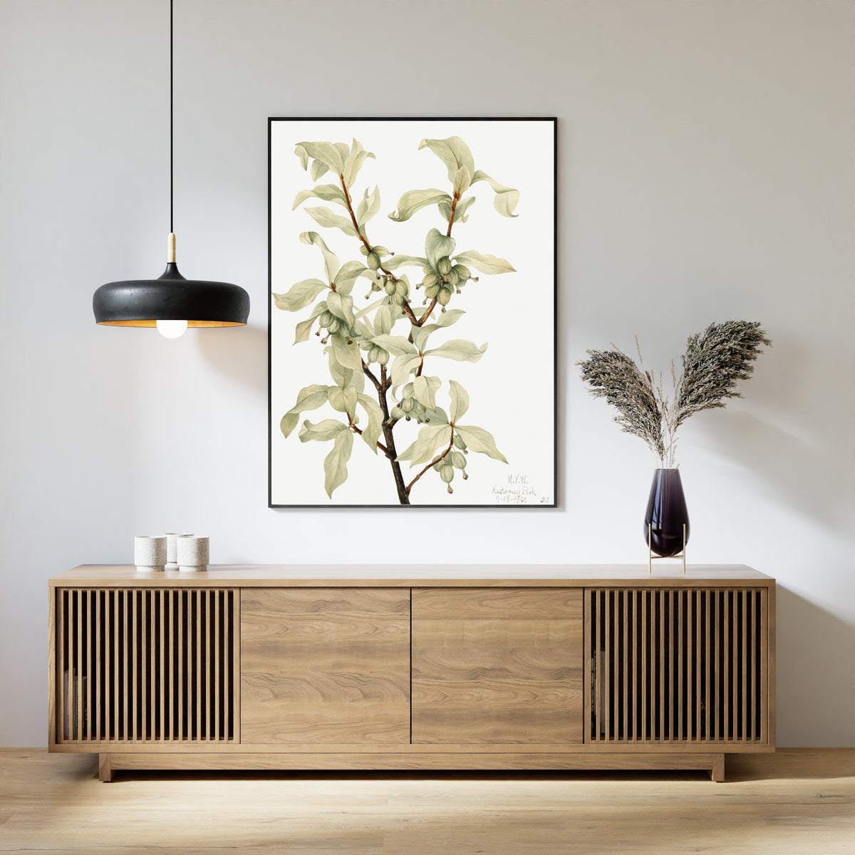 Mary Vaux Walcott — Silverberry (Elaeagnus commutata) | Natural History Print