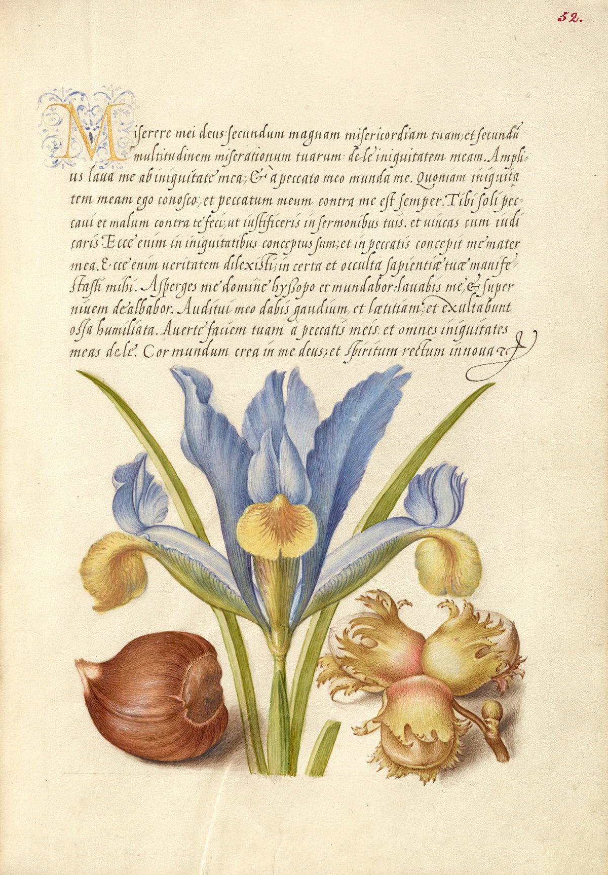 Joris Hoefnagel — Spanish Chestnut, English Iris, and European Filbert | Botanical Calligraphy Print