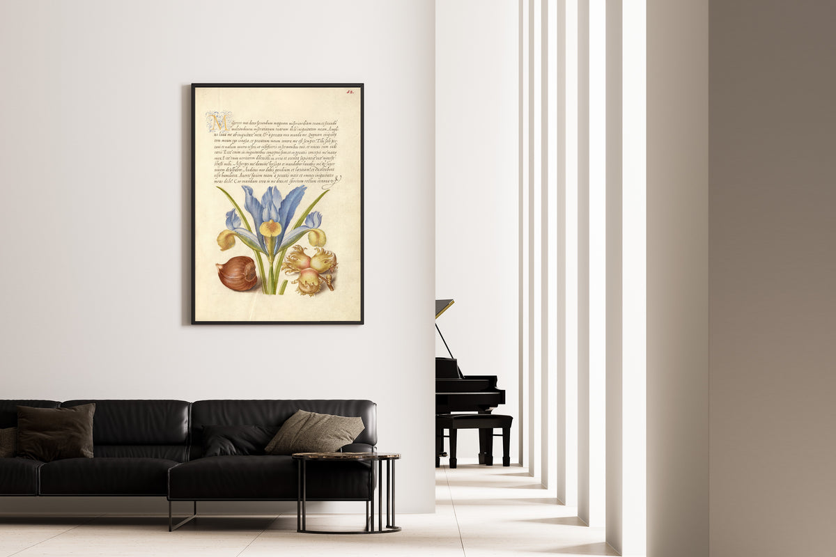 Framed art print of Spanish Chestnut, English Iris, and European Filbert by Joris Hoefnagel, on the wall of a minimal living room