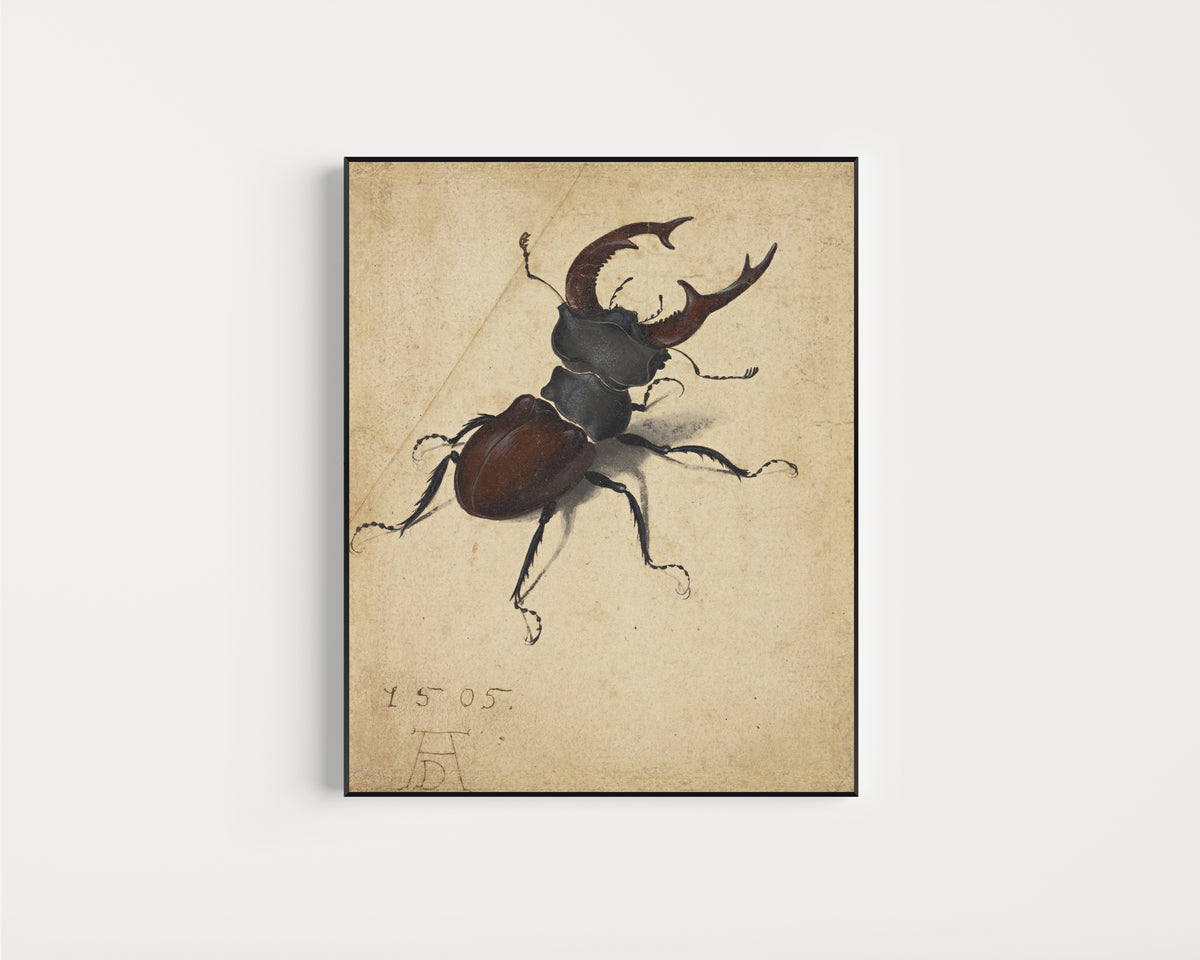 Framed art print of Stag Beetle by Albrecht Dürer, in a slim black frame on a plain white wall
