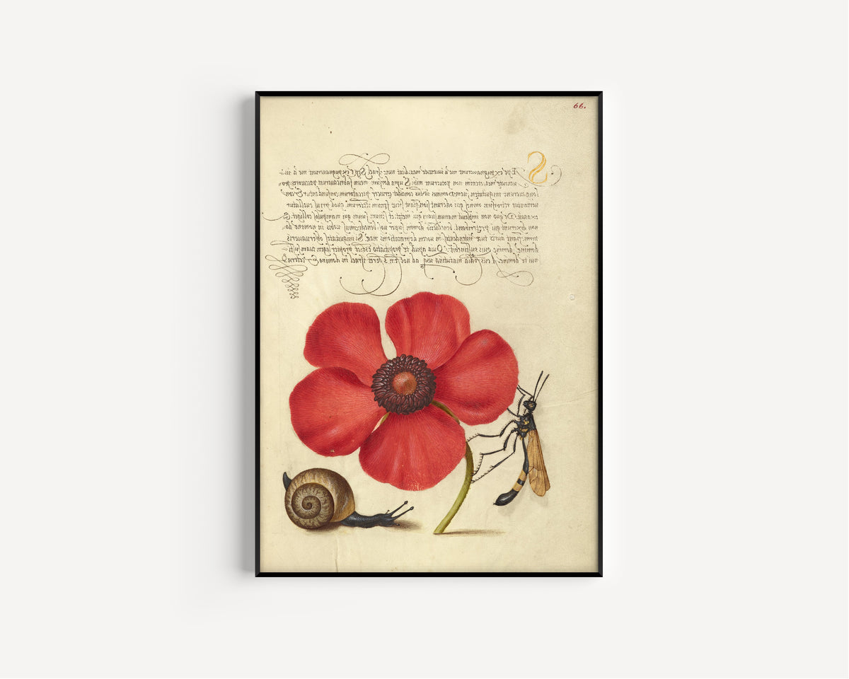 Joris Hoefnagel — Terrestrial Mollusk, Poppy Anemone, and Crane Fly | Botanical Calligraphy Print
