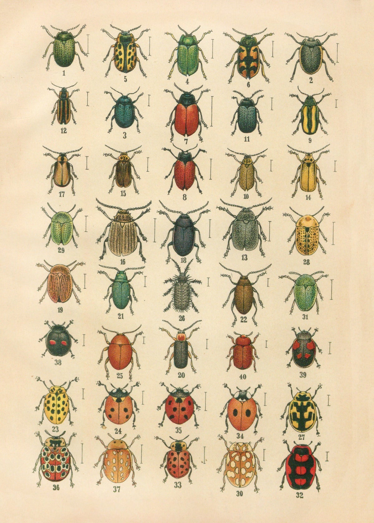 Karl Neunzig — The Beetles of Europe Pl.20 | Natural History Illustration Print