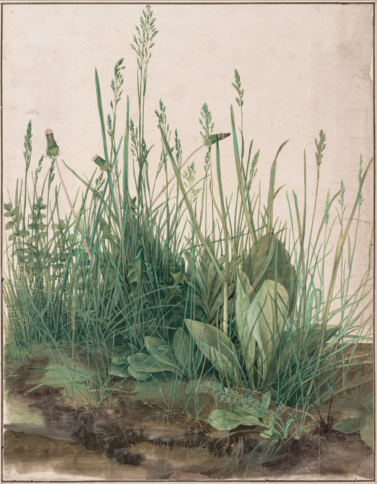 The Great Piece of Turf by Albrecht Dürer — A tuft of meadow grass and plantain rooted in brown earth