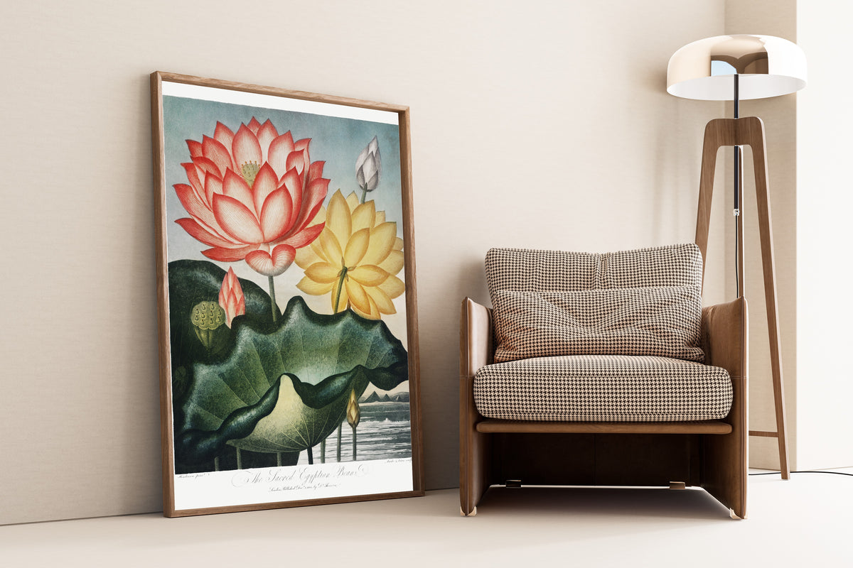 Robert John Thornton — The Sacred Egyptian Bean | Botanical Illustration Print