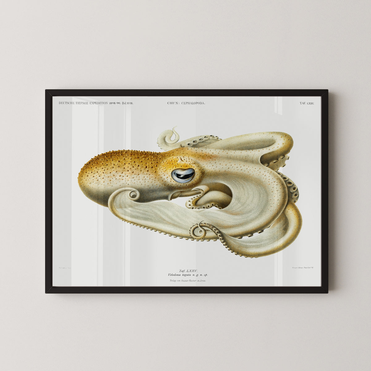 Ewald Heinrich Rübsaamen — Velodona togata (Plate LXXV) | Scientific Illustration Print