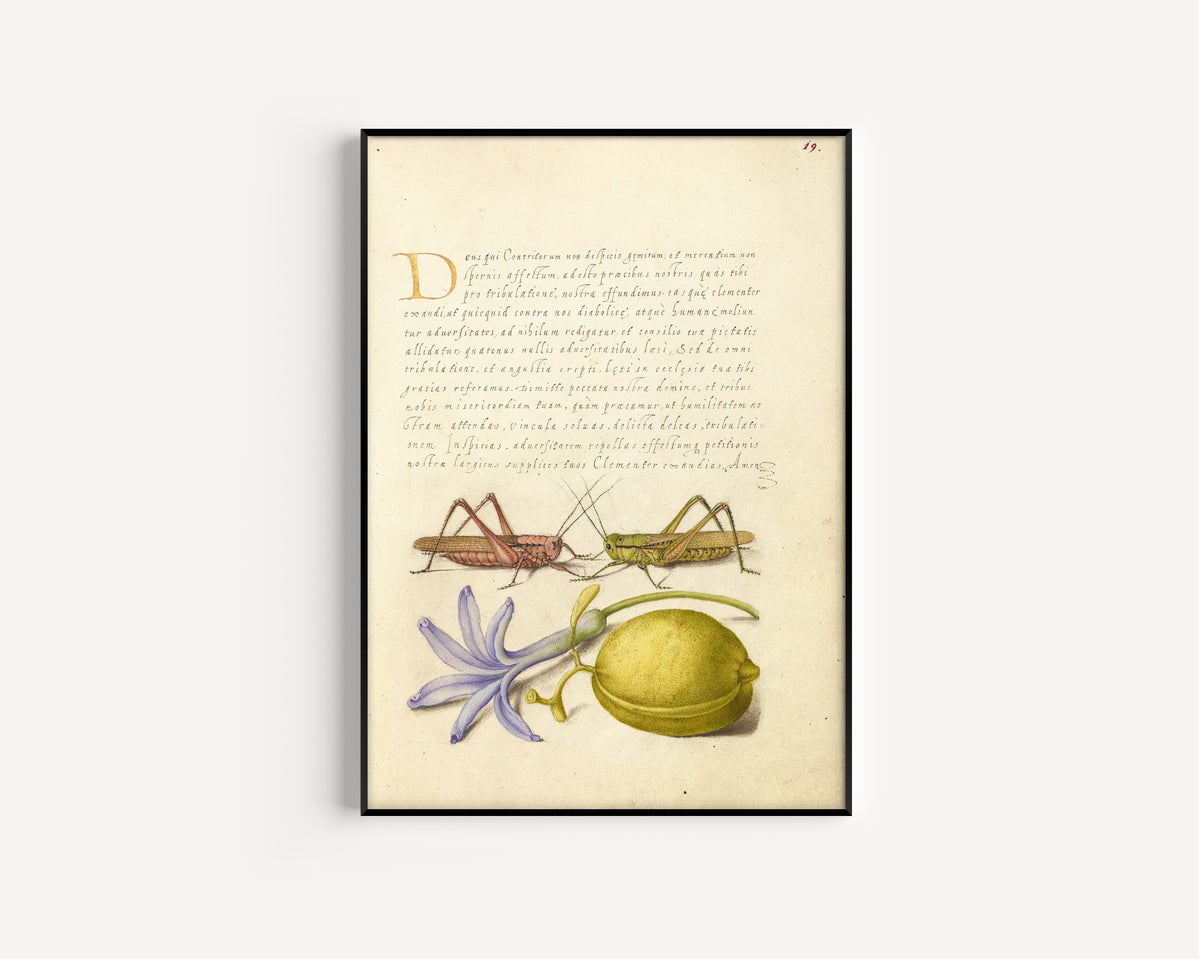 Joris Hoefnagel — Wart-Biter, Grasshopper, Hyacinth, and Almond | Botanical Calligraphy Print